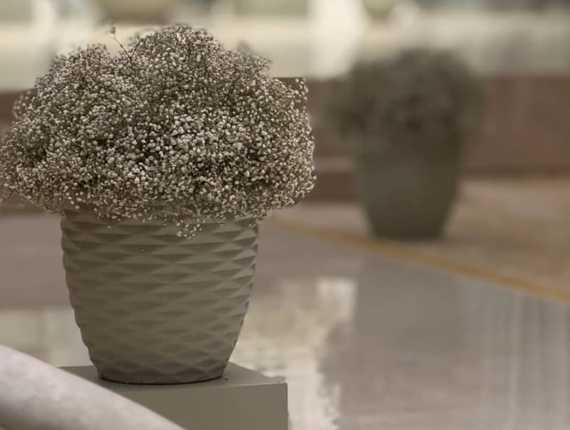 حوض جبسوفيليا أخضر هادئ على طاولة الجلسة